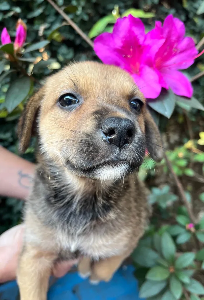 Cachorro ra a SRD-ViraLata idade Abaixo de 2 meses nome Dani