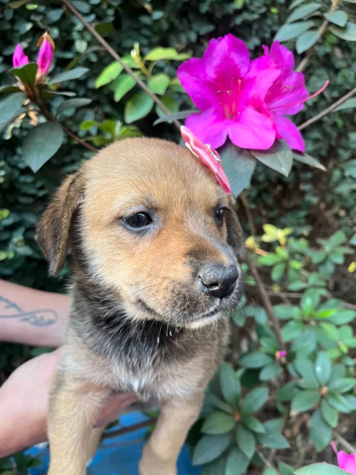 Cachorro ra a SRD-ViraLata idade Abaixo de 2 meses nome Dani