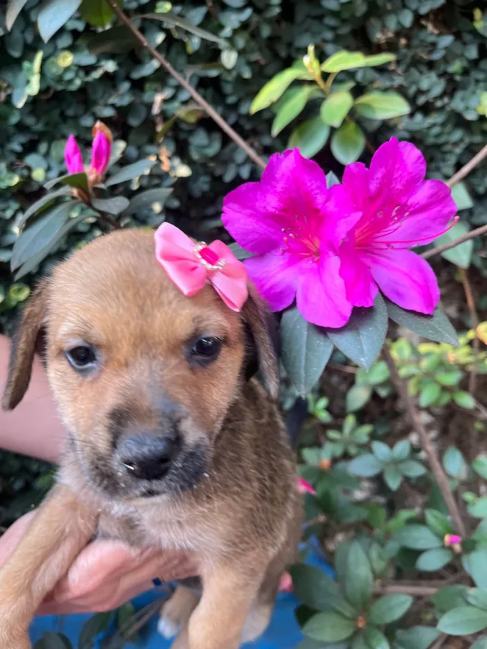 Cachorro ra a SRD-ViraLata idade Abaixo de 2 meses nome Dani