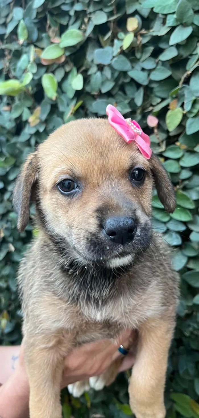 Cachorro ra a SRD-ViraLata idade Abaixo de 2 meses nome Dani