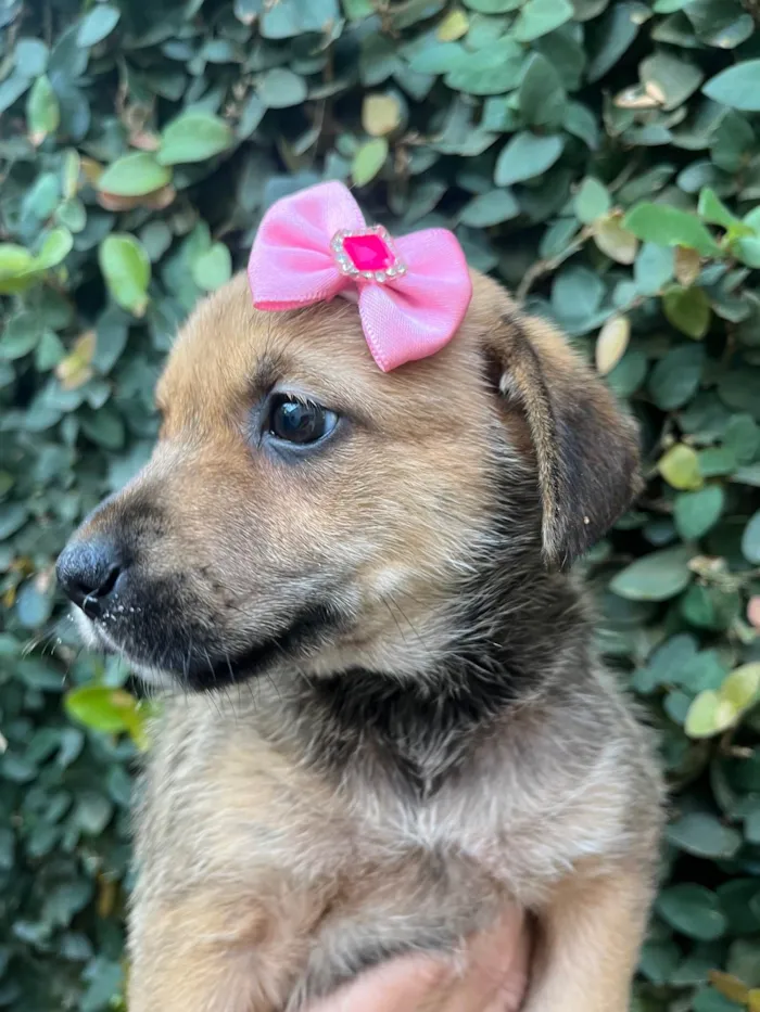 Cachorro ra a SRD-ViraLata idade Abaixo de 2 meses nome Dani