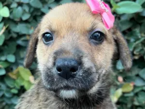 Cachorro raça SRD-ViraLata idade Abaixo de 2 meses nome Dani