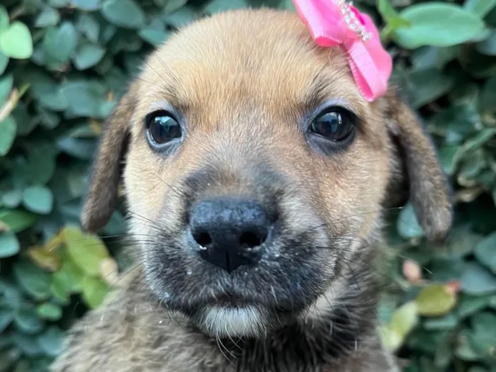 Cachorro ra a SRD-ViraLata idade Abaixo de 2 meses nome Dani