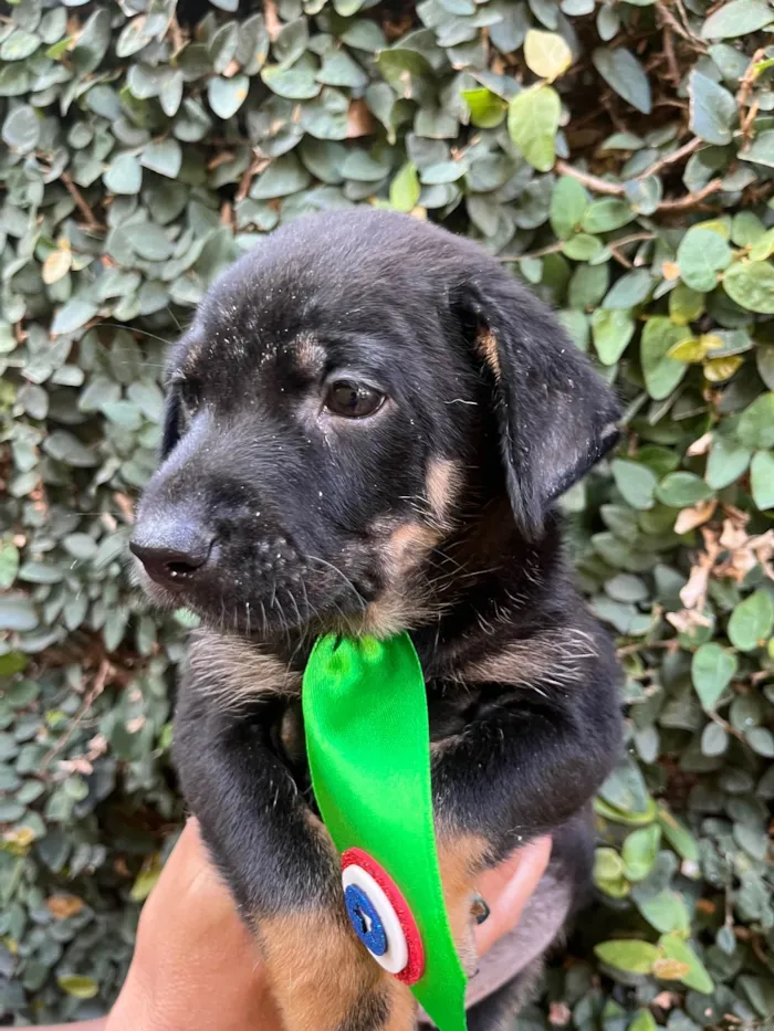 Cachorro ra a SRD-ViraLata idade Abaixo de 2 meses nome Dengo