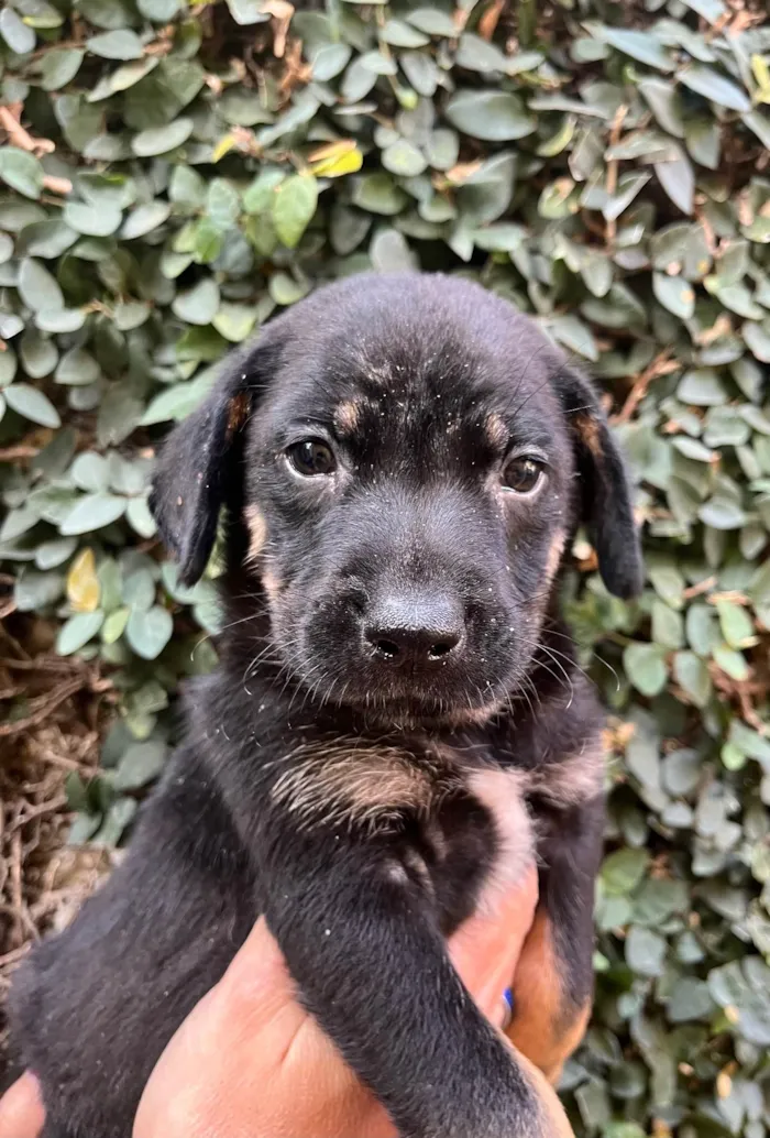 Cachorro ra a SRD-ViraLata idade Abaixo de 2 meses nome Dengo