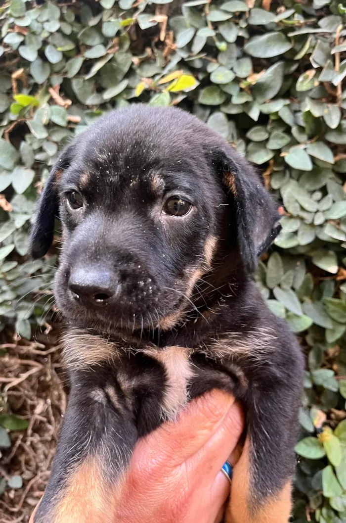 Cachorro ra a SRD-ViraLata idade Abaixo de 2 meses nome Dengo