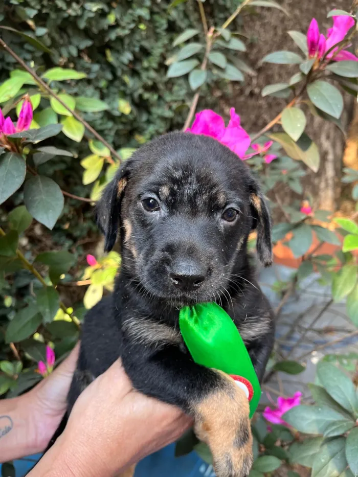 Cachorro ra a SRD-ViraLata idade Abaixo de 2 meses nome Dengo