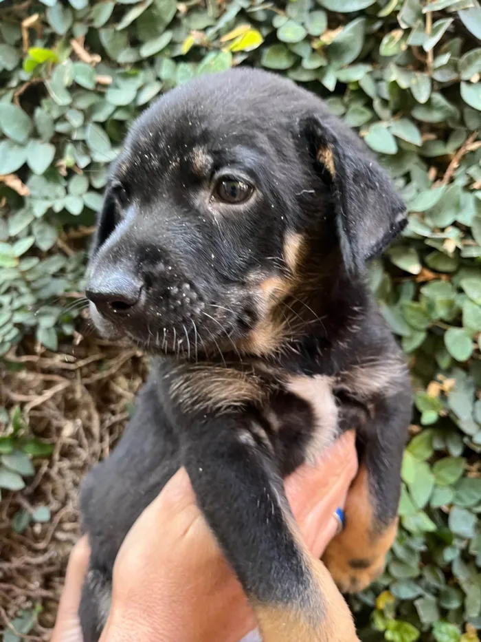 Cachorro ra a SRD-ViraLata idade Abaixo de 2 meses nome Dengo