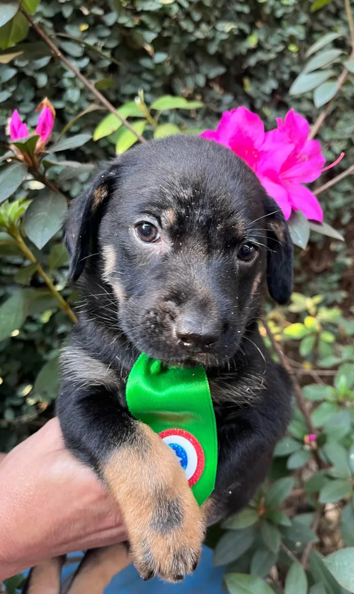 Cachorro ra a SRD-ViraLata idade Abaixo de 2 meses nome Dengo