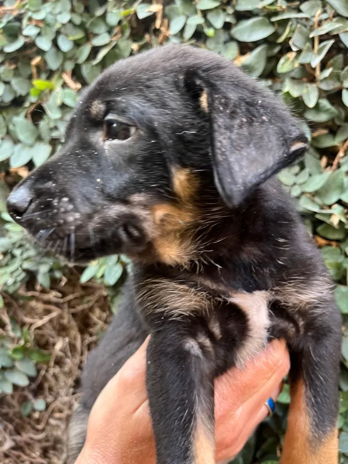 Cachorro ra a SRD-ViraLata idade Abaixo de 2 meses nome Dengo