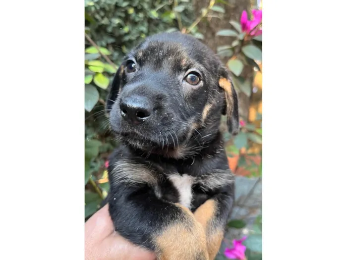 Cachorro ra a SRD-ViraLata idade Abaixo de 2 meses nome Dengo