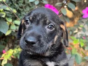 Cachorro raça SRD-ViraLata idade Abaixo de 2 meses nome Dengo