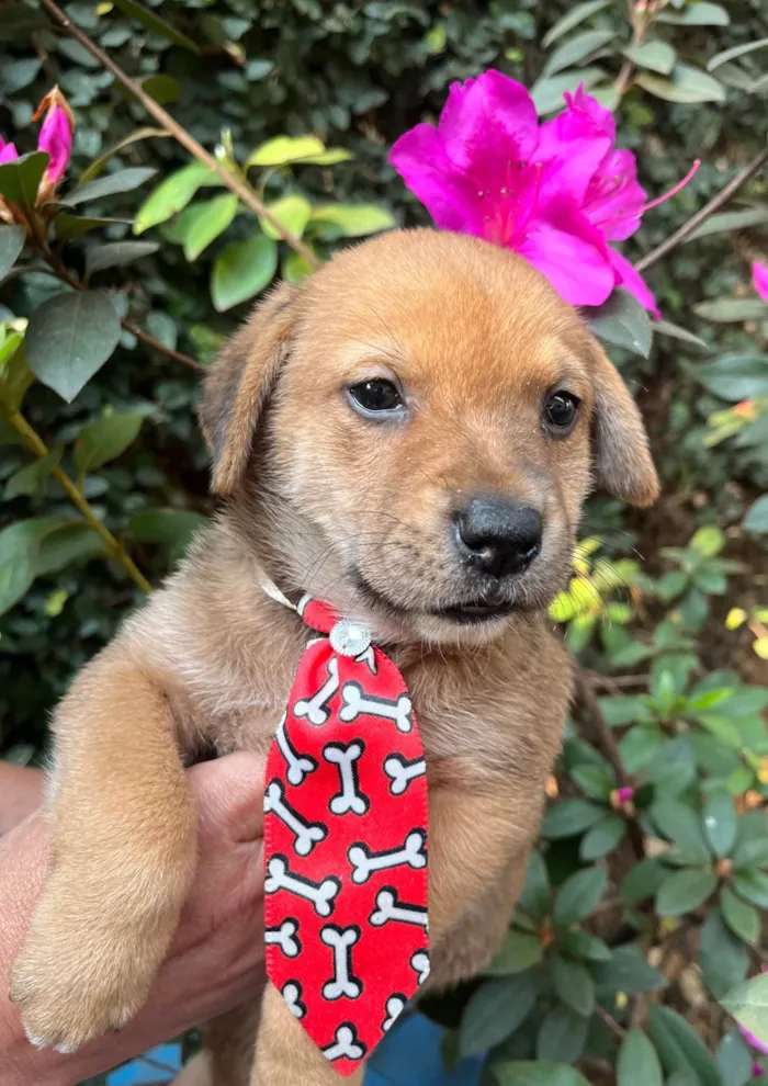 Cachorro ra a SRD-ViraLata idade Abaixo de 2 meses nome Dino