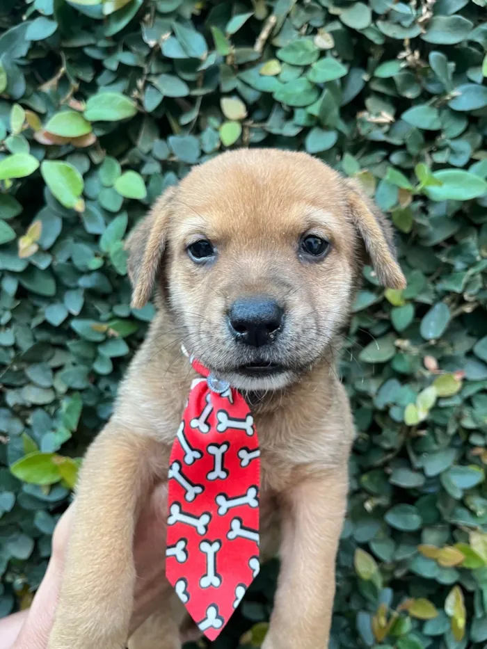 Cachorro ra a SRD-ViraLata idade Abaixo de 2 meses nome Dino