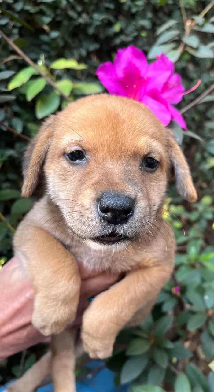 Cachorro ra a SRD-ViraLata idade Abaixo de 2 meses nome Dino