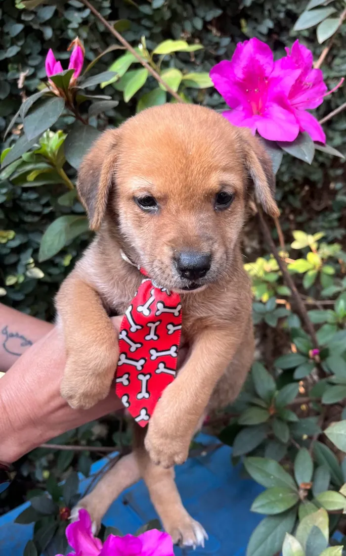 Cachorro ra a SRD-ViraLata idade Abaixo de 2 meses nome Dino