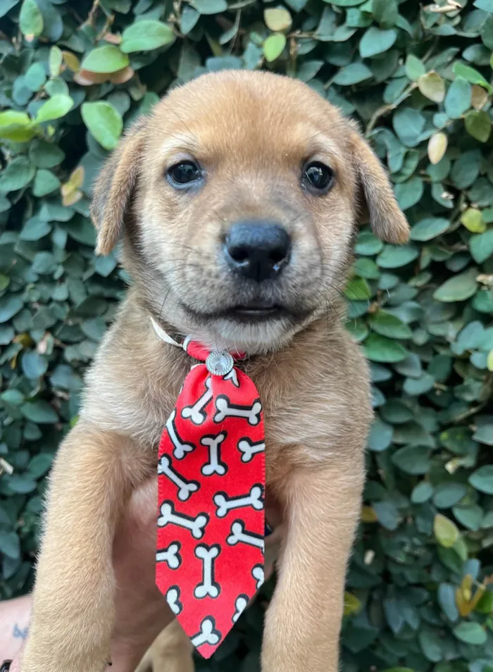 Cachorro ra a SRD-ViraLata idade Abaixo de 2 meses nome Dino