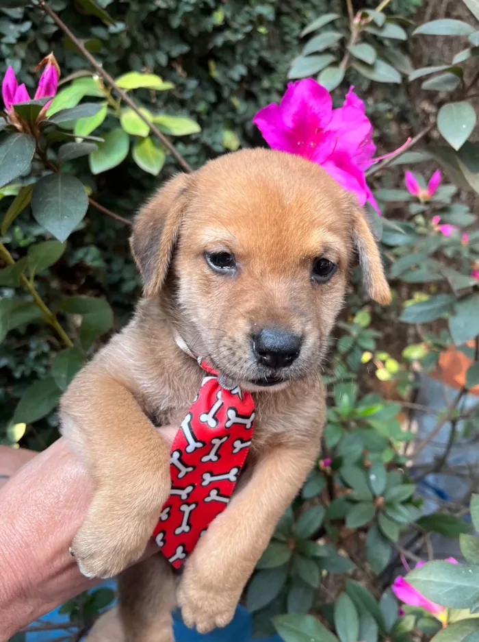 Cachorro ra a SRD-ViraLata idade Abaixo de 2 meses nome Dino