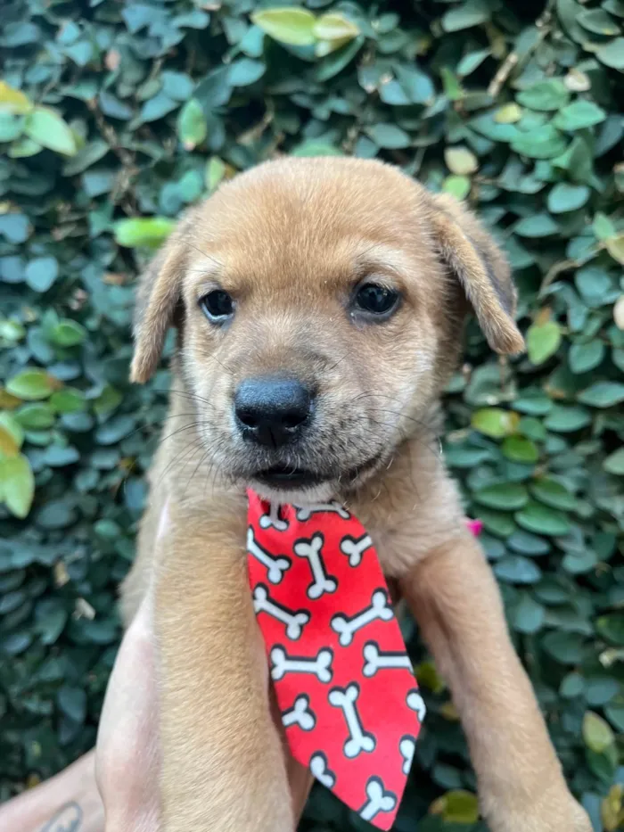 Cachorro ra a SRD-ViraLata idade Abaixo de 2 meses nome Dino