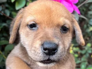 Cachorro raça SRD-ViraLata idade Abaixo de 2 meses nome Dino