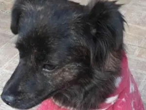 Cachorro raça Srd idade 1 ano nome Jade
