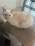 Amélia