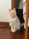 Amélia