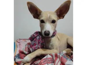 Cachorro raça Srd idade 2 anos nome Elsa