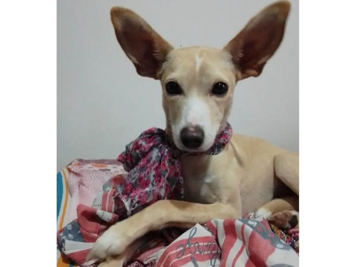 Cachorro raça Srd idade 2 anos nome Elsa
