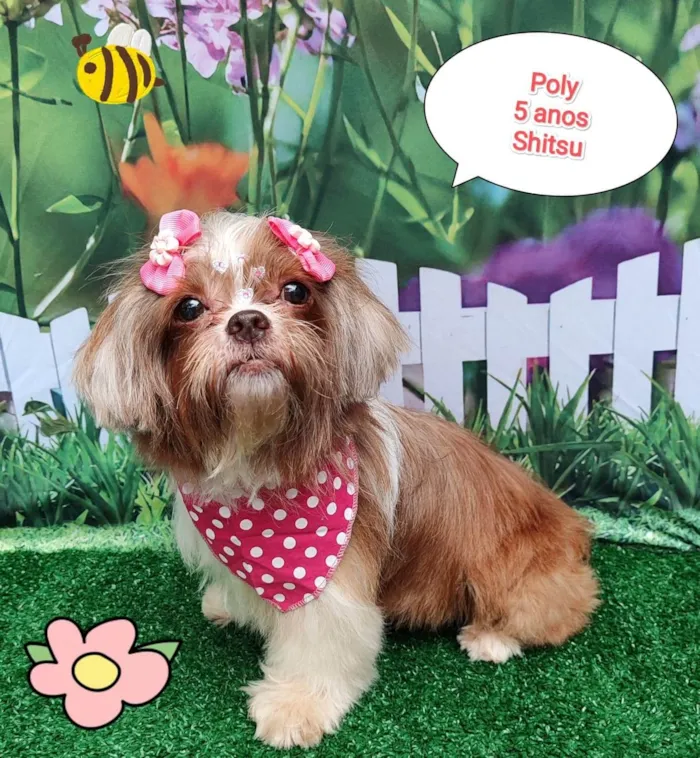 Cachorro ra a Shitzu idade 5 anos nome Poly
