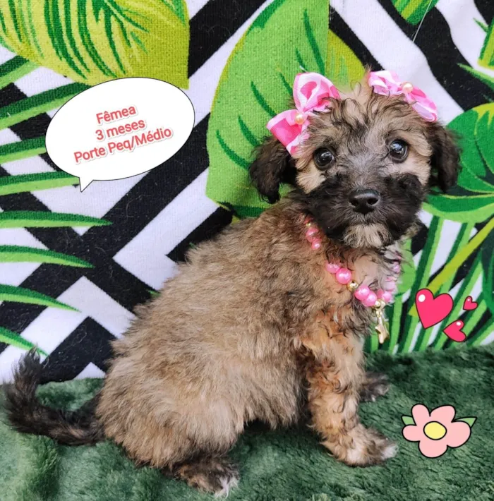Cachorro ra a SRD-ViraLata idade 2 a 6 meses nome Lólo
