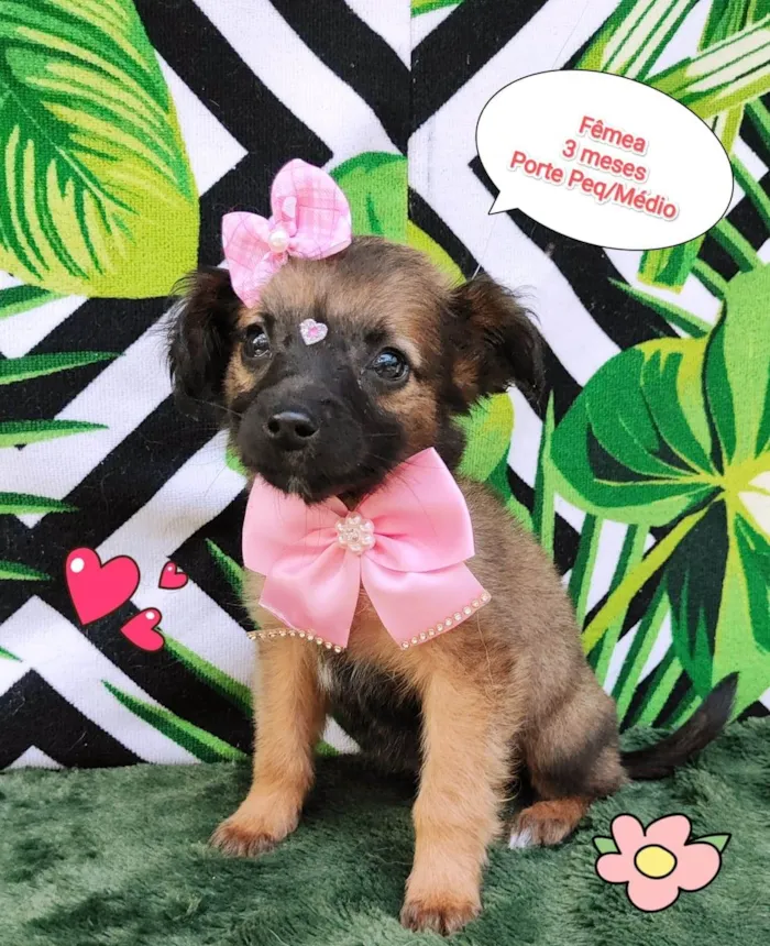 Cachorro ra a SRD-ViraLata idade 2 a 6 meses nome Luisa