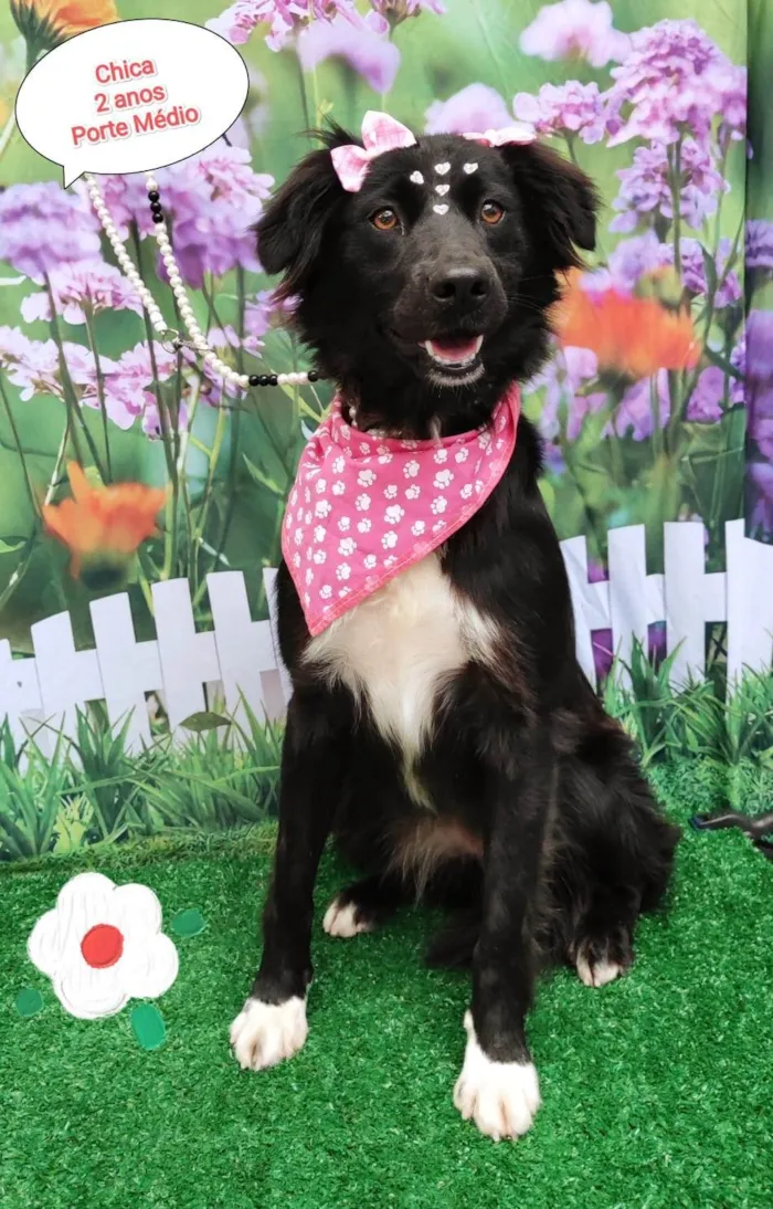 Cachorro ra a SRD-ViraLata idade 2 anos nome Chica 