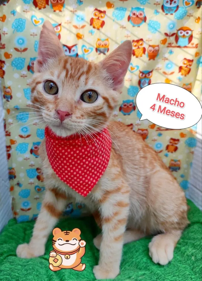 Gato ra a SRD-ViraLata idade 2 a 6 meses nome Taylor 