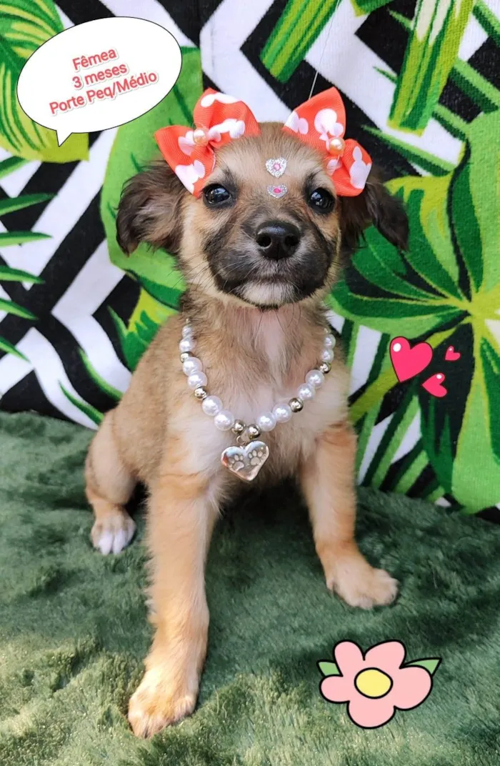 Cachorro ra a SRD-ViraLata idade 2 a 6 meses nome Ritinha