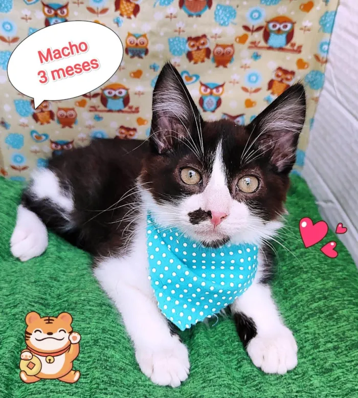 Gato ra a SRD-ViraLata idade 2 a 6 meses nome Thor