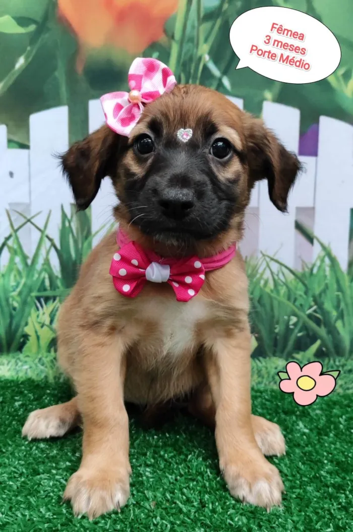 Cachorro ra a SRD-ViraLata idade 2 a 6 meses nome Larissa 