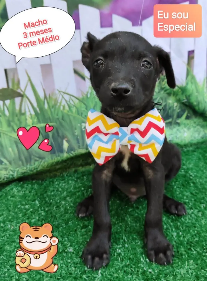Cachorro ra a SRD-ViraLata idade 2 a 6 meses nome Hope 