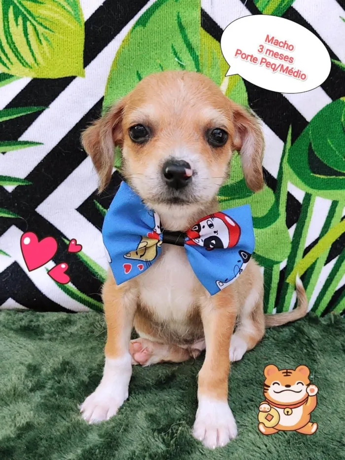 Cachorro ra a SRD-ViraLata idade 2 a 6 meses nome Henrico 