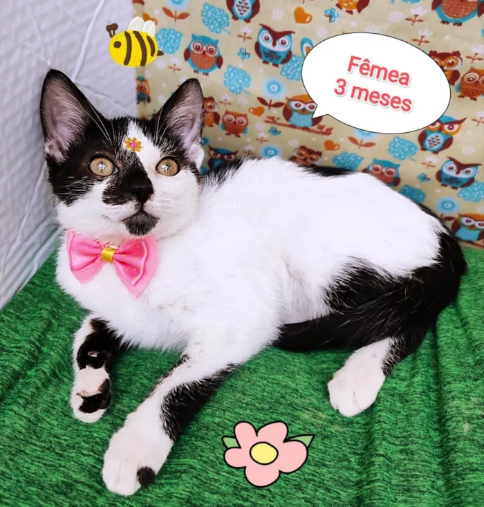 Gato ra a SRD-ViraLata idade 2 a 6 meses nome Ariel