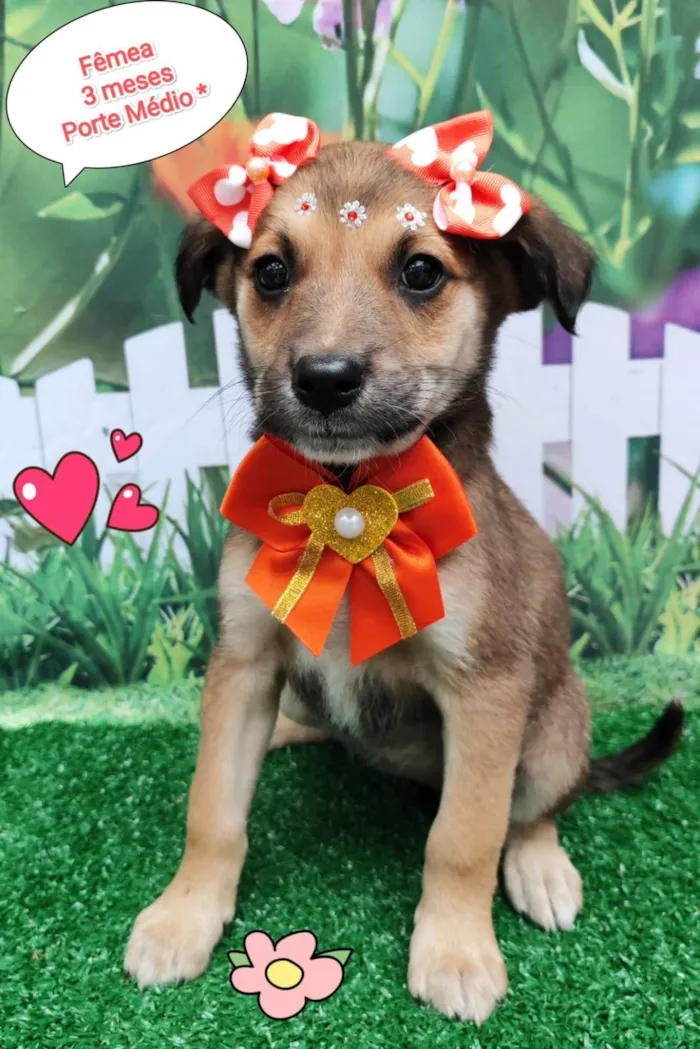 Cachorro ra a SRD-ViraLata idade 2 a 6 meses nome Mônica