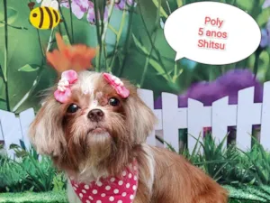 Cachorro raça Shitzu idade 5 anos nome Poly