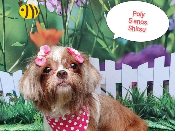 Cachorro ra a Shitzu idade 5 anos nome Poly