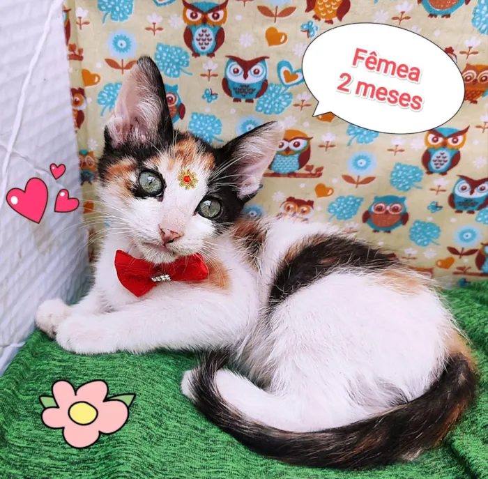 Gato ra a SRD-ViraLata idade 2 a 6 meses nome Maju
