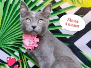 Gato raça SRD-ViraLata idade 2 a 6 meses nome Cinderela 