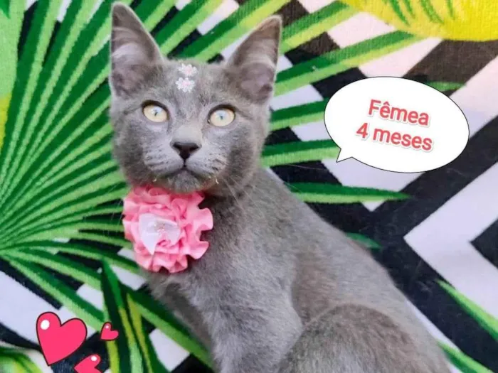 Gato ra a SRD-ViraLata idade 2 a 6 meses nome Cinderela 