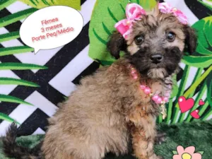 Cachorro raça SRD-ViraLata idade 2 a 6 meses nome Lólo