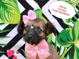 Cachorro raça SRD-ViraLata idade 2 a 6 meses nome Luisa