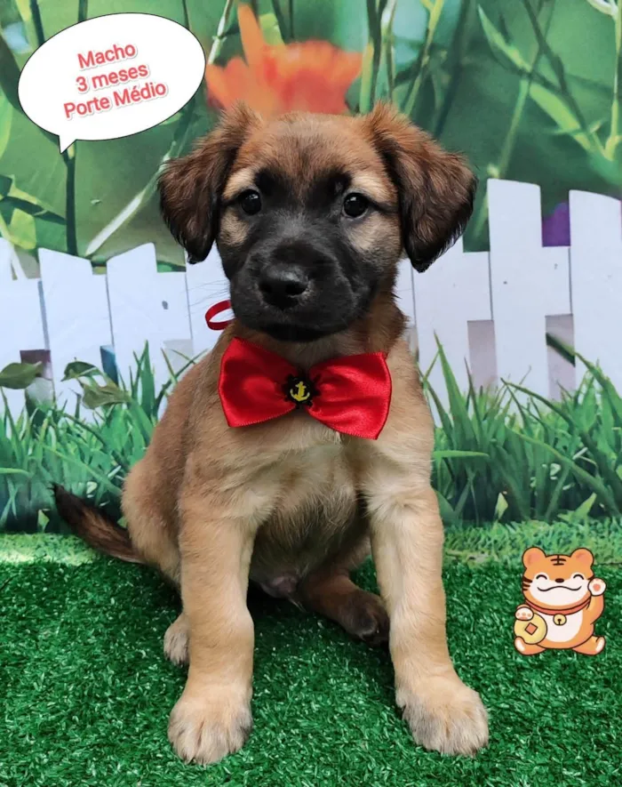 Cachorro ra a SRD-ViraLata idade 2 a 6 meses nome Luis