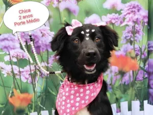 Cachorro raça SRD-ViraLata idade 2 anos nome Chica 
